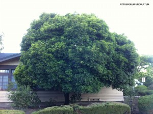 Pittosporum undulatum 1